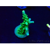 WYSIWYG RAH Acropora Joker 5H1