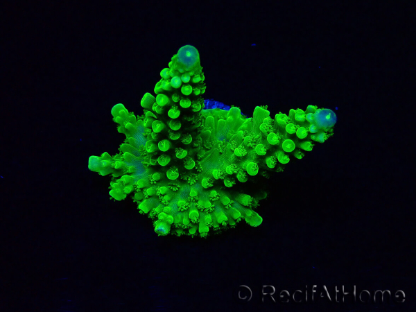WYSIWYG Acropora yongei Geen Slimer 5S4