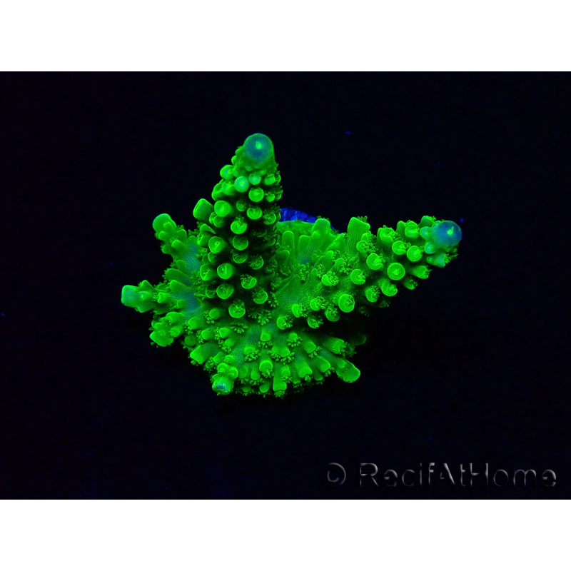 WYSIWYG Acropora yongei Geen Slimer 5S4