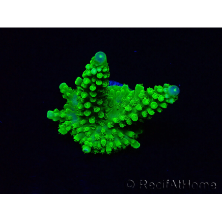 WYSIWYG Acropora yongei Geen Slimer 5S4