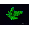 WYSIWYG Acropora yongei Geen Slimer 5S4