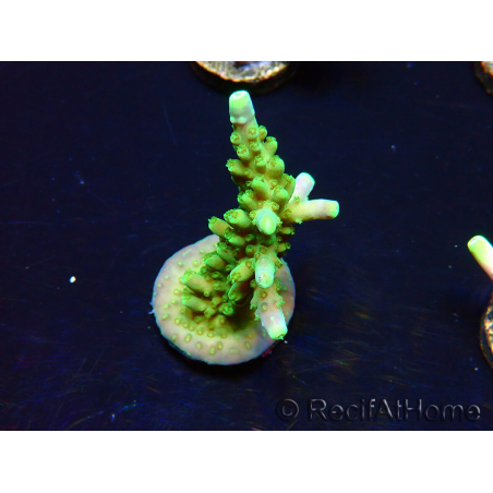 WYSIWYG RAH Acropora Joker 5N1