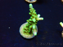 WYSIWYG RAH Acropora Joker 5N1