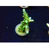 WYSIWYG RAH Acropora Joker 5N1