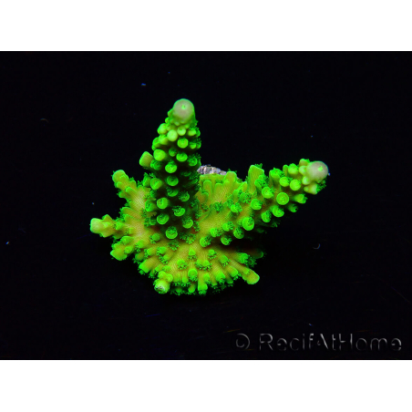 WYSIWYG Acropora yongei Geen Slimer 5N6