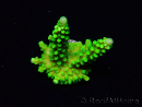WYSIWYG Acropora yongei Geen Slimer 5S4