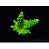 WYSIWYG Acropora yongei Geen Slimer 5N6