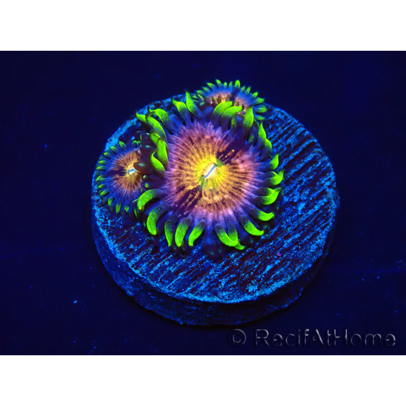WYSIWYG - WWC Nirvana Palythoa 30D1