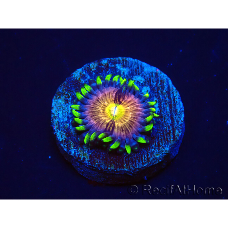 WYSIWYG - WWC Nirvana Palythoa 2B5
