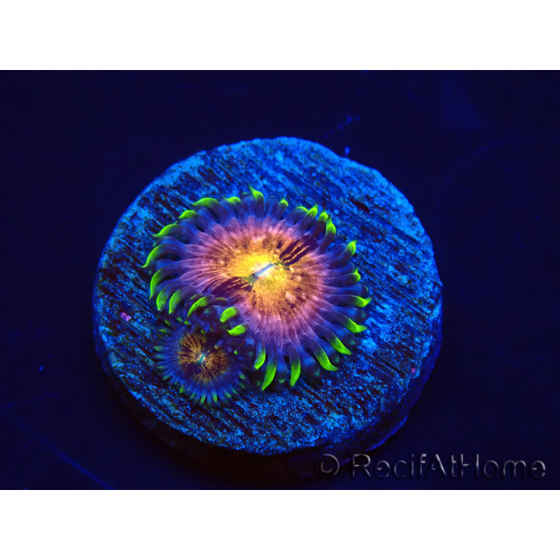 WYSIWYG - WWC Nirvana Palythoa 2B5