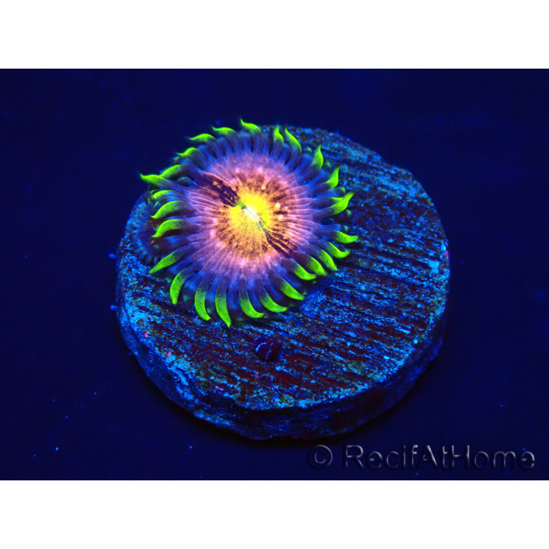 WYSIWYG - WWC Nirvana Palythoa 2B5