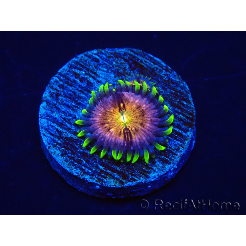WYSIWYG - WWC Nirvana Palythoa 2B5