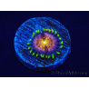 WYSIWYG - WWC Nirvana Palythoa 30D5