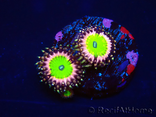 WYSIWYG - Zoanthus Candy Apple Pink 30D9