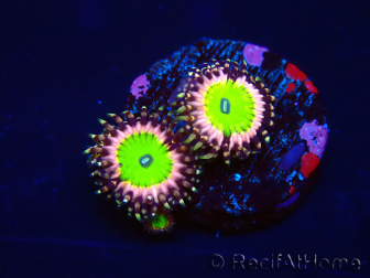 WYSIWYG - Zoanthus Candy Apple Pink 30D
