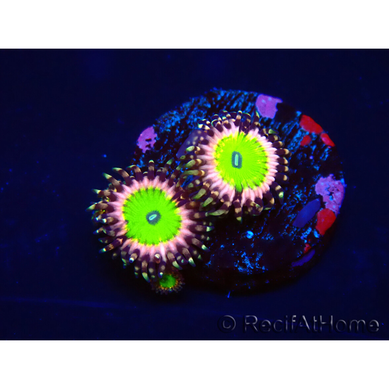 WYSIWYG - Zoanthus Candy Apple Pink 30D