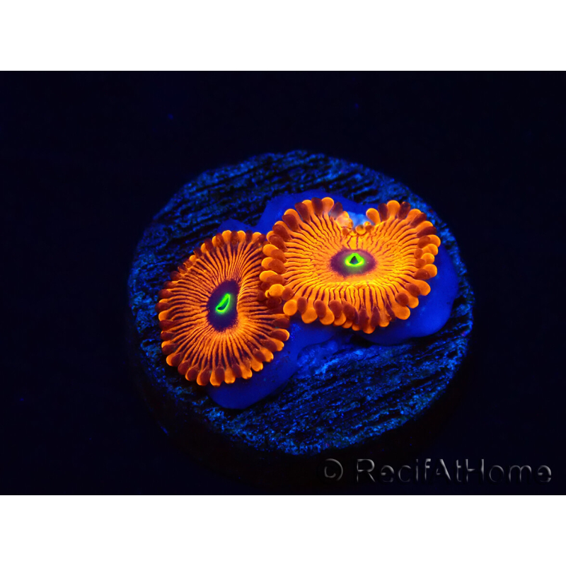 WYSIWYG - Zoanthus Red PPE 2A5
