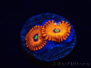 WYSIWYG - Zoanthus Red PPE 2A5