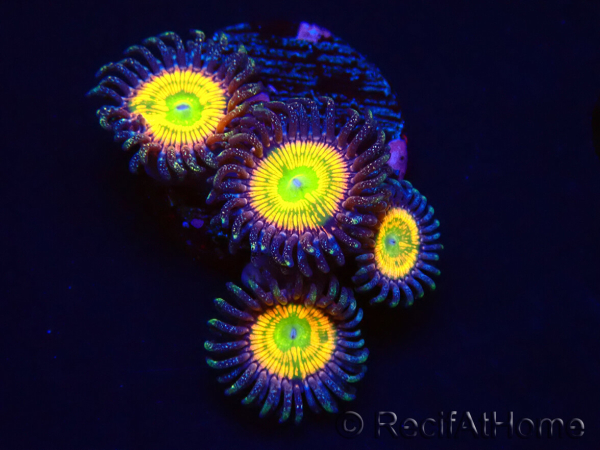 WYSIWYG Zoa Sunny D