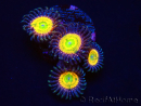WYSIWYG Zoa Sunny D