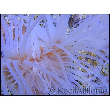 Cerianthus sp.