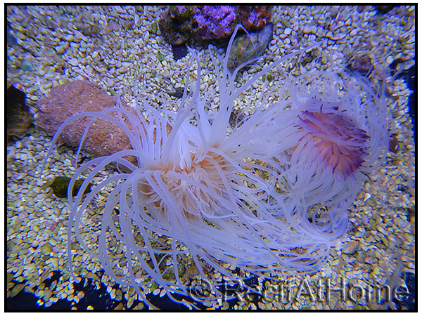Cerianthus sp.