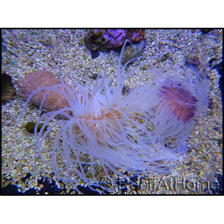 Cerianthus sp.