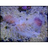 Cerianthus sp.