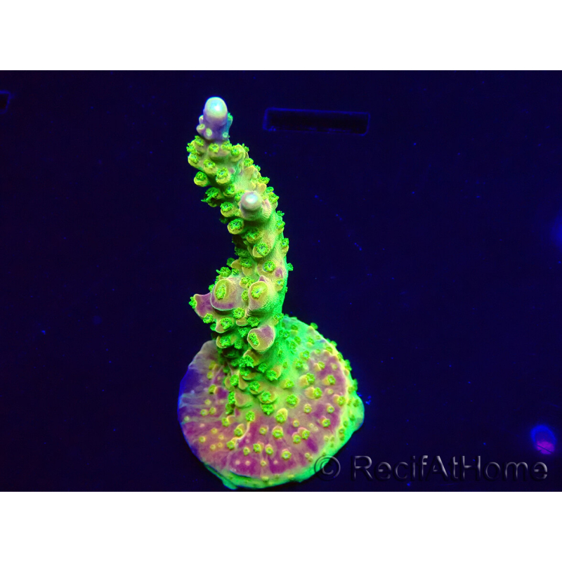 WYSIWYG MH Acropora natalensis 5C7