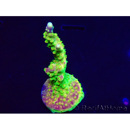 WYSIWYG MH Acropora natalensis 5C4