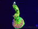 WYSIWYG MH Acropora natalensis 5C4