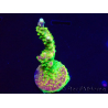 WYSIWYG MH Acropora natalensis 5C7