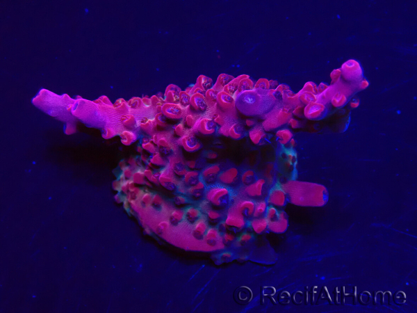 WYSIWYG RAH Acropora Ghost Town 5D6