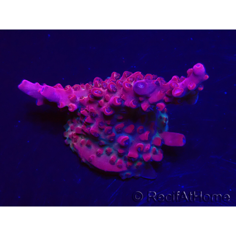 WYSIWYG RAH Acropora Ghost Town 5D6