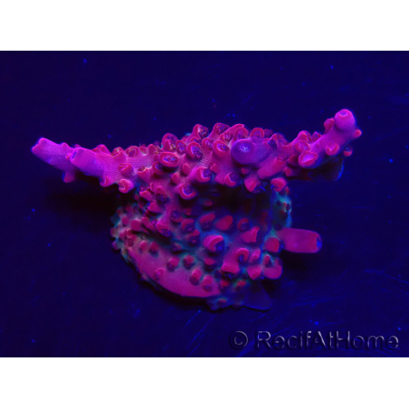 WYSIWYG Acropora sp Ultra 5O3