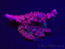 WYSIWYG Acropora sp Ultra 5O3