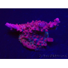 WYSIWYG RAH Acropora Ghost Town 5D6