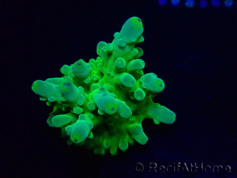 WYSIWYG RAH Acropora austera Gelbe Spitzen 5G4