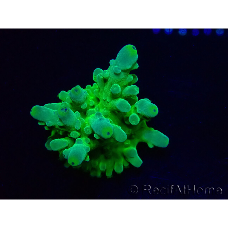WYSIWYG RAH Acropora austera Punte Gialle 5G4