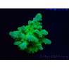 WYSIWYG RAH Acropora austera Yellow 5G7