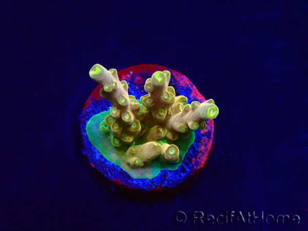 WYSIWYG RAH Acropora Gold Finger 5M4