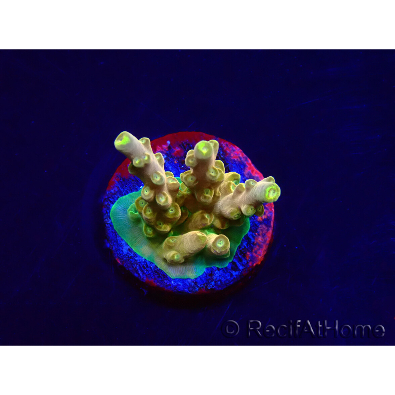 WYSIWYG RAH Acropora Gold Finger 5N7