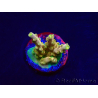 WYSIWYG RAH Acropora Gold Finger 5M4