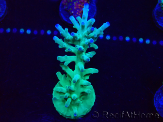 WYSIWYG Acropora turaki Hawkins 5U6