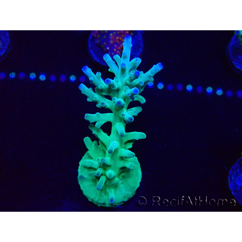 WYSIWYG Acropora turaki Hawkins 5U6