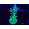 WYSIWYG Acropora turaki Hawkins 5U6