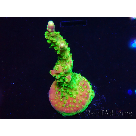 WYSIWYG MH Acropora natalensis 5C4