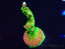 WYSIWYG MH Acropora natalensis 5C4