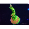 WYSIWYG MH Acropora natalensis 5C4
