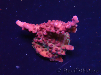 WYSIWYG Acropora sp Ultra 5O3
